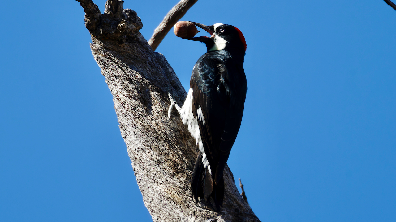 Acorn Woodpecker
