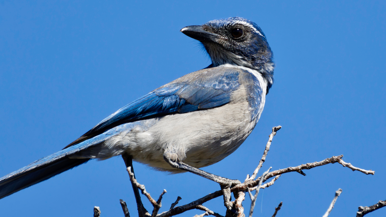 California Scrub-jay