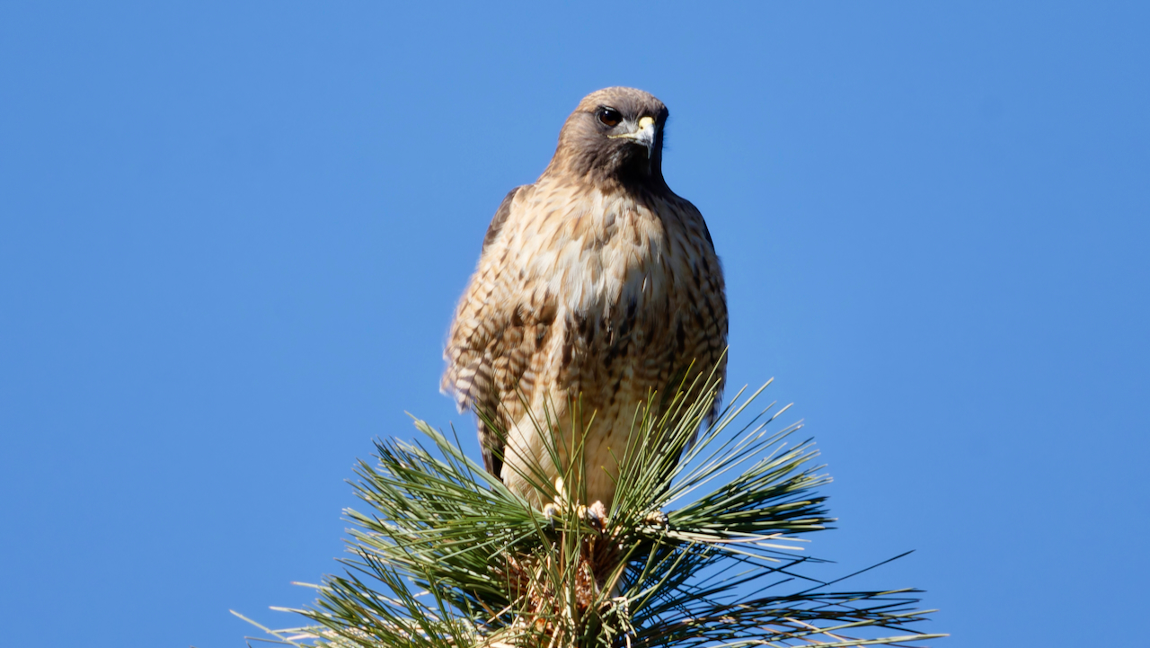 Red-tailed Hawk