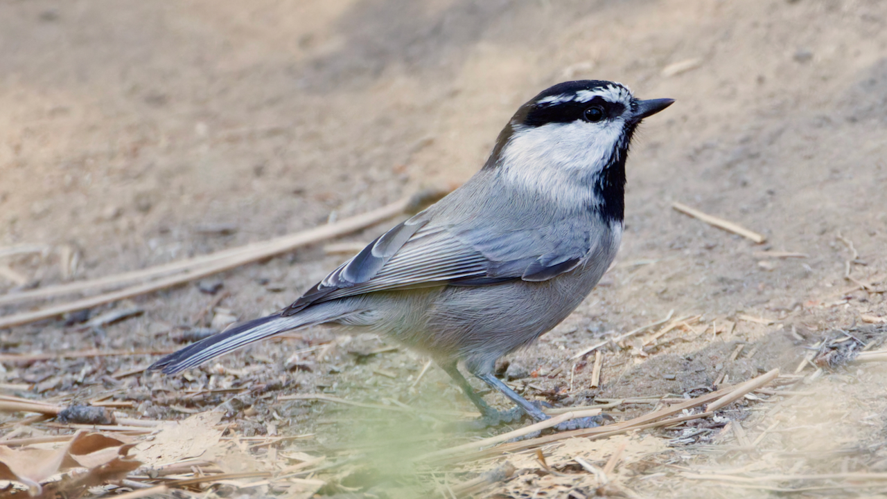 Mountain Chickadee