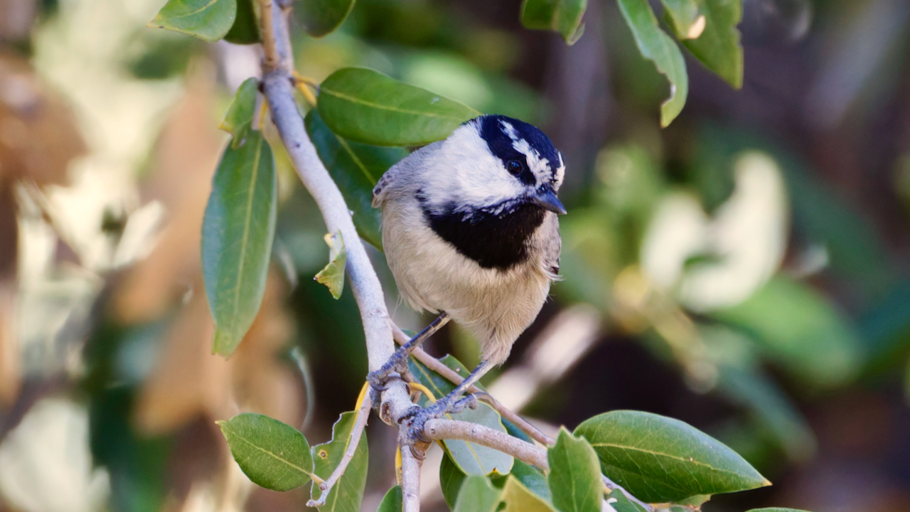 Mountain Chickadee