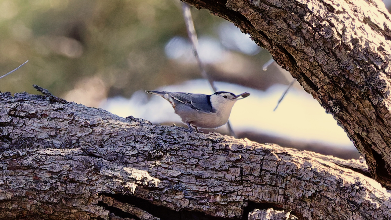 White-breasted Nuthatch