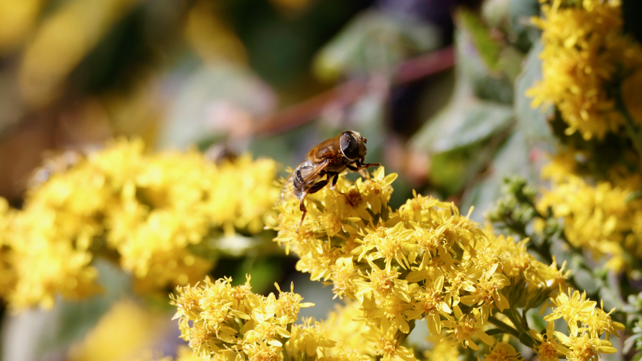Wrinkleleaf goldenrod