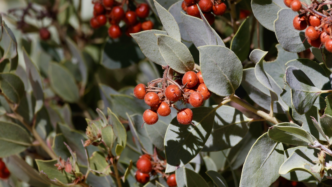 Hoary manzanita