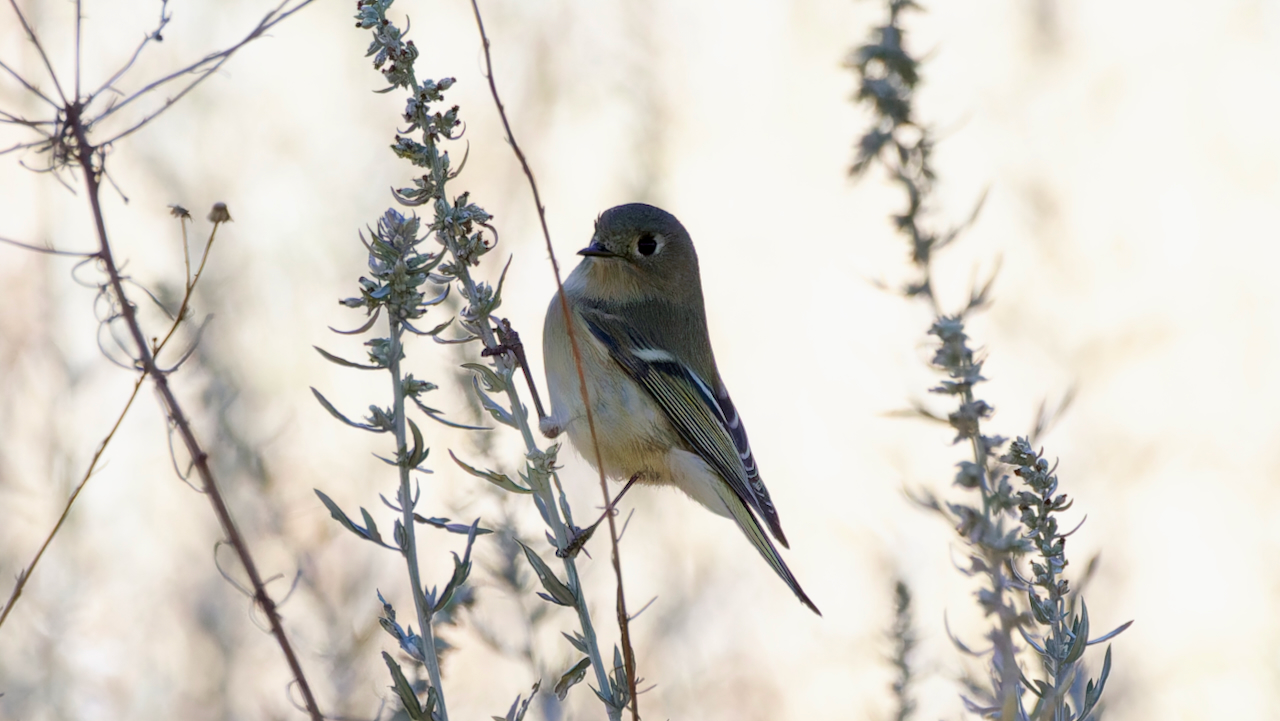 Ruby-crowned Kinglet