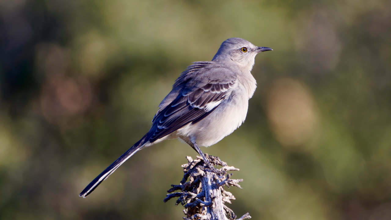 Northern Mockingbird