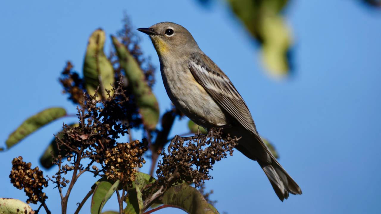 Yellow-rumped Warbler