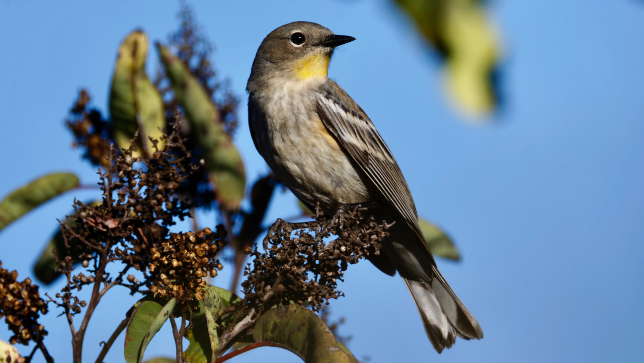 Yellow-rumped Warbler