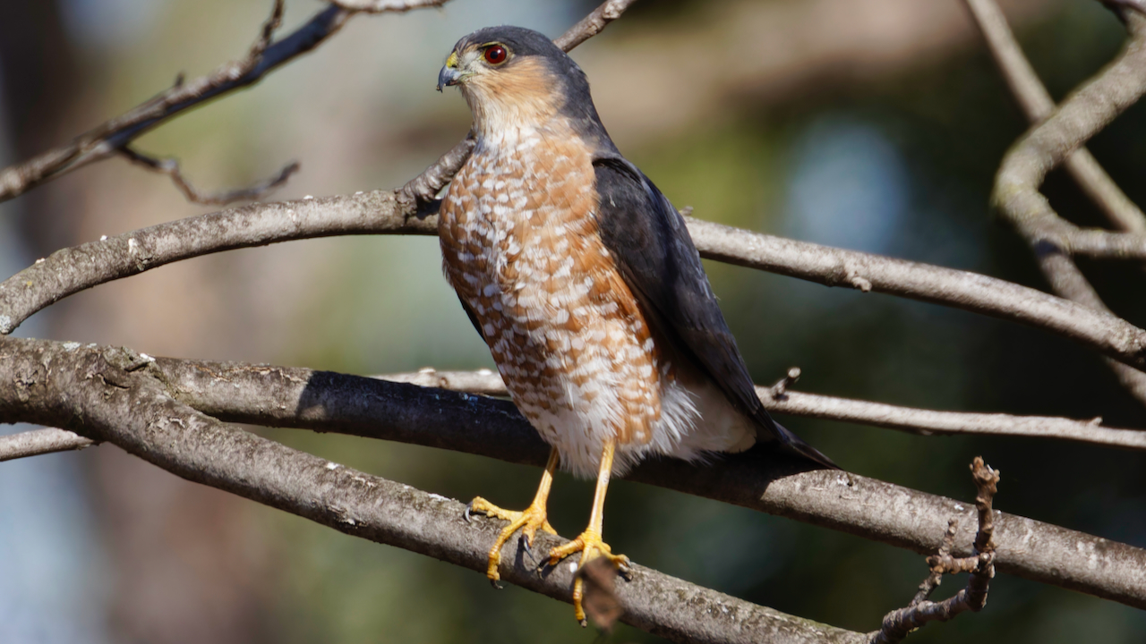 Cooper’s Hawk
