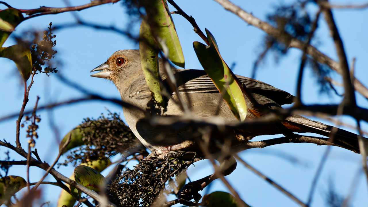 California Towhee