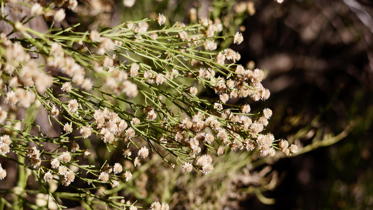 Desertbroom