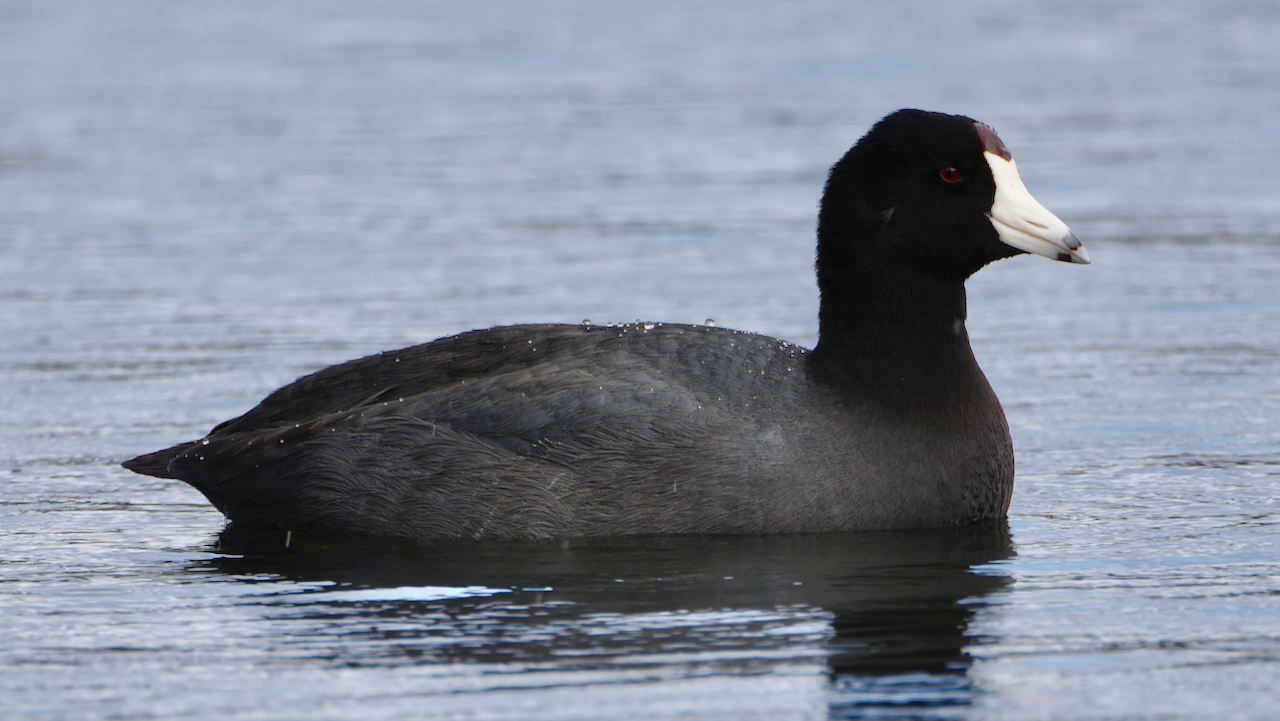 American Coot