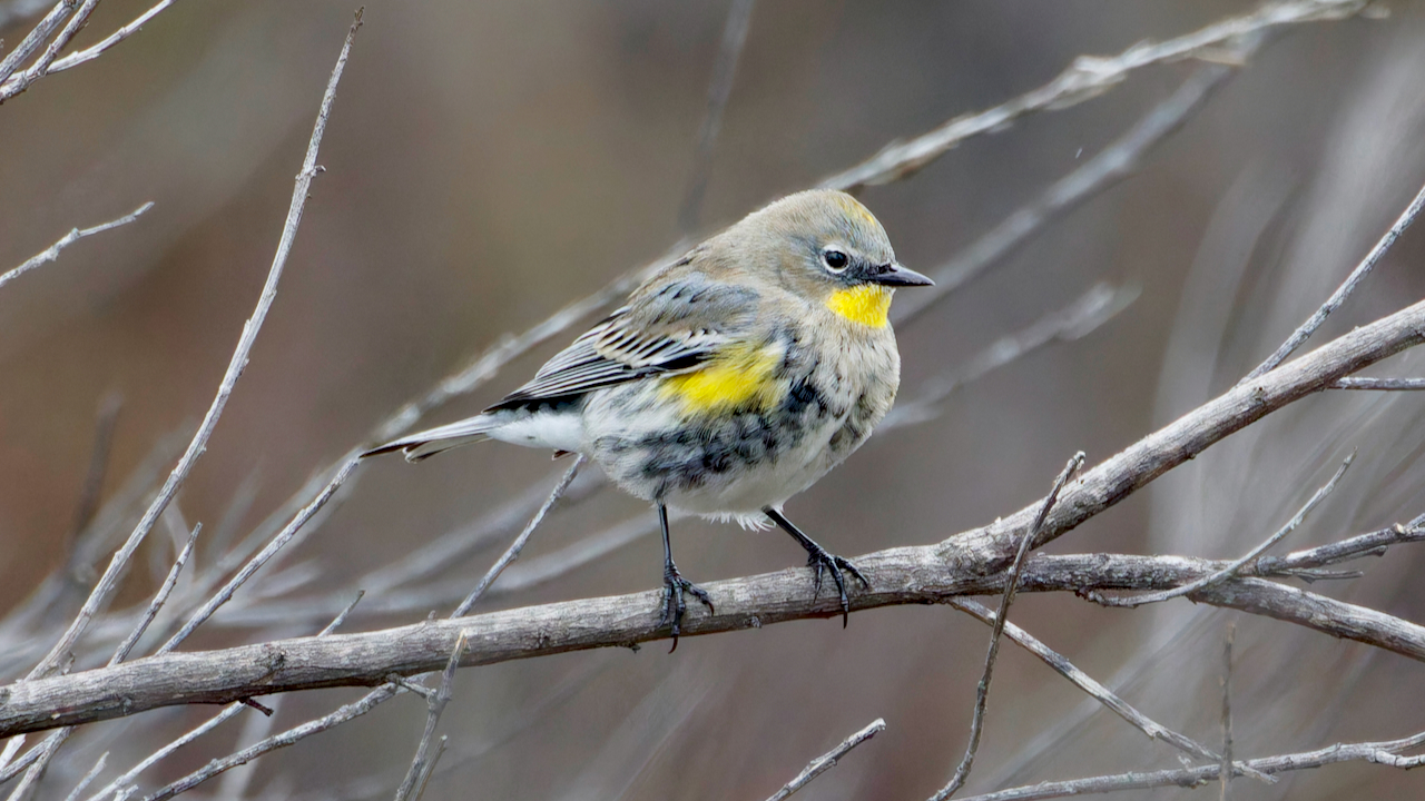 Yellow-rumped Warbler