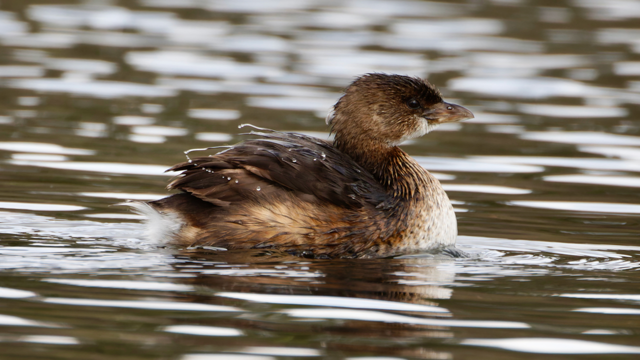 Pied-billed Grebe