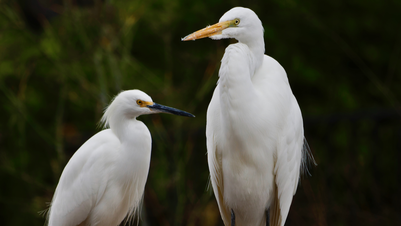 Snowy Egret and a Great Egret