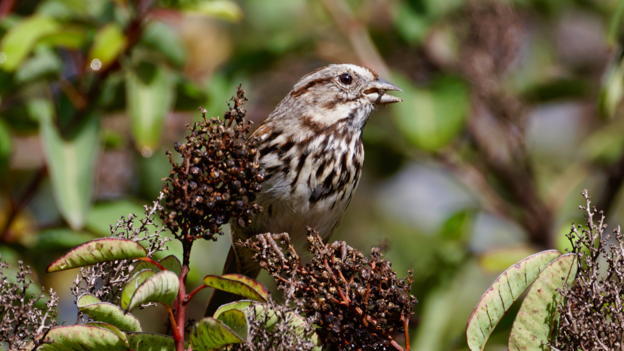 Song Sparrow