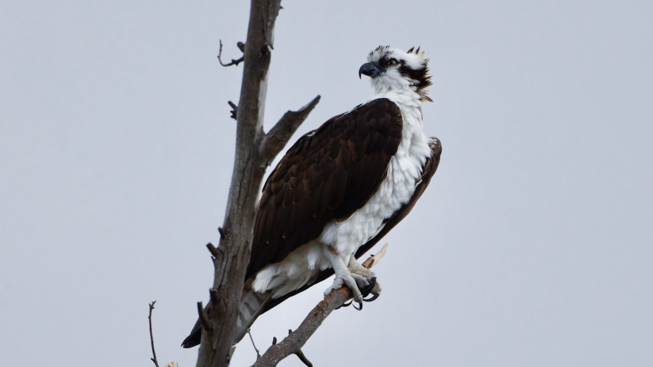 Osprey