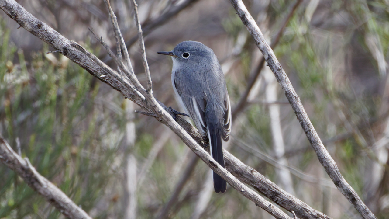 Blue-gray Gnatcatcher