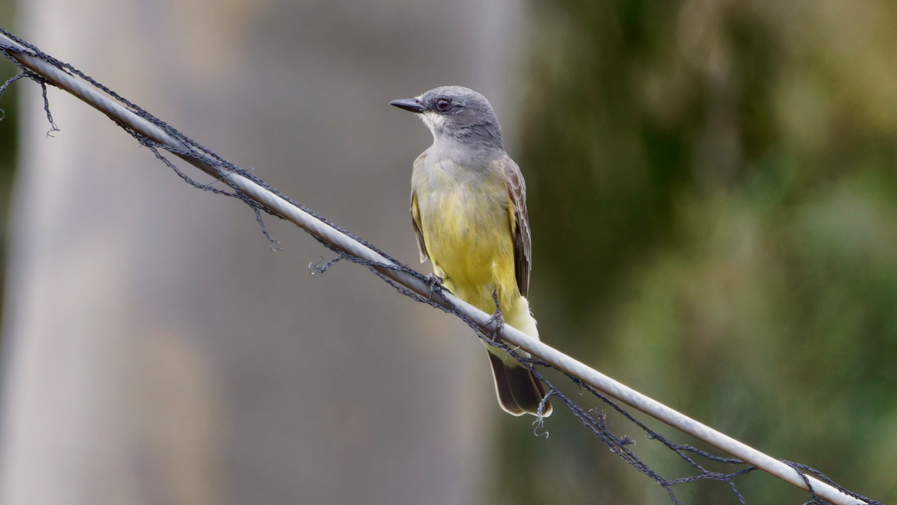 Cassin’s Kingbird