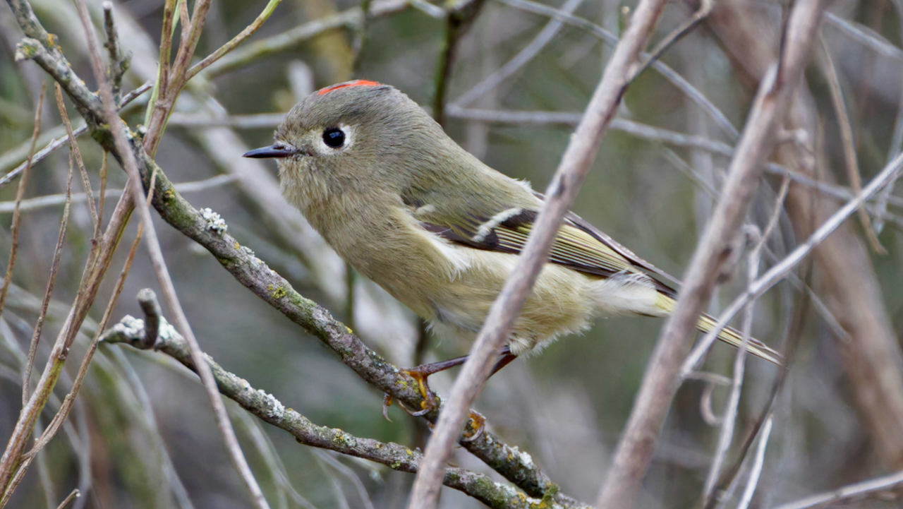 Ruby-crowned Kinglet