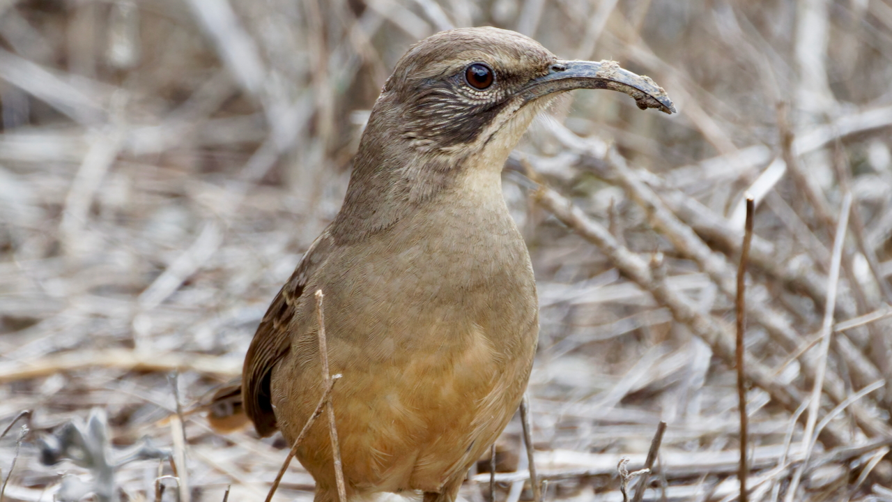California Thrasher