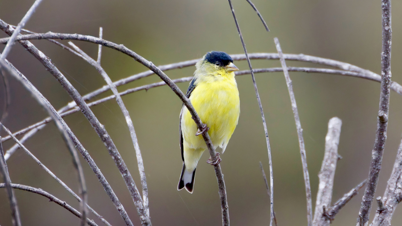 Lesser Goldfinch