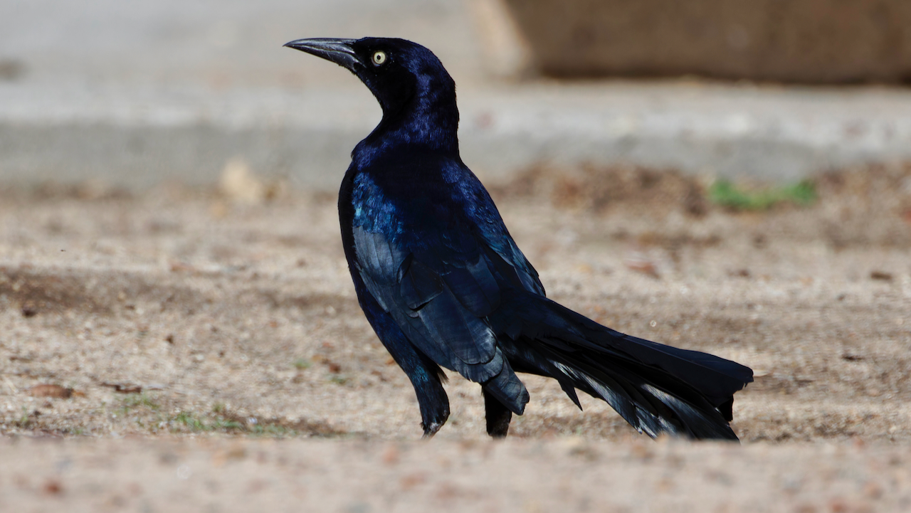 Great-tailed Grackle