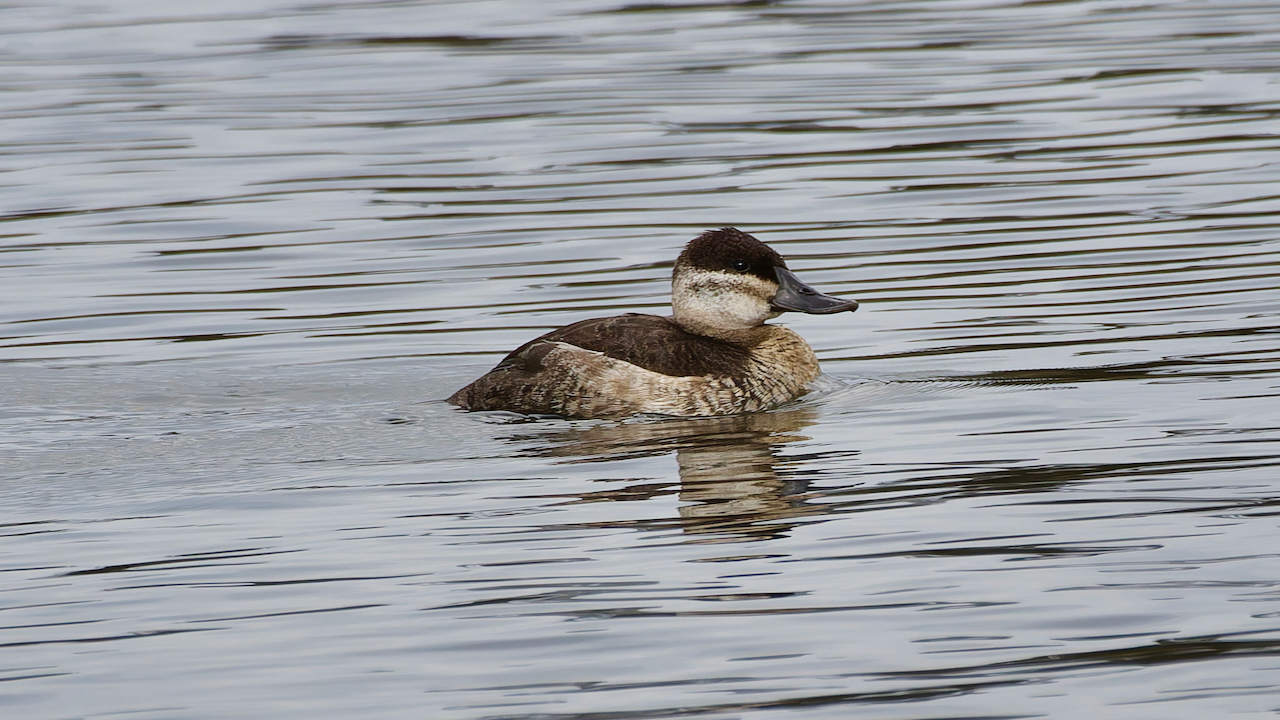 Ruddy Duck