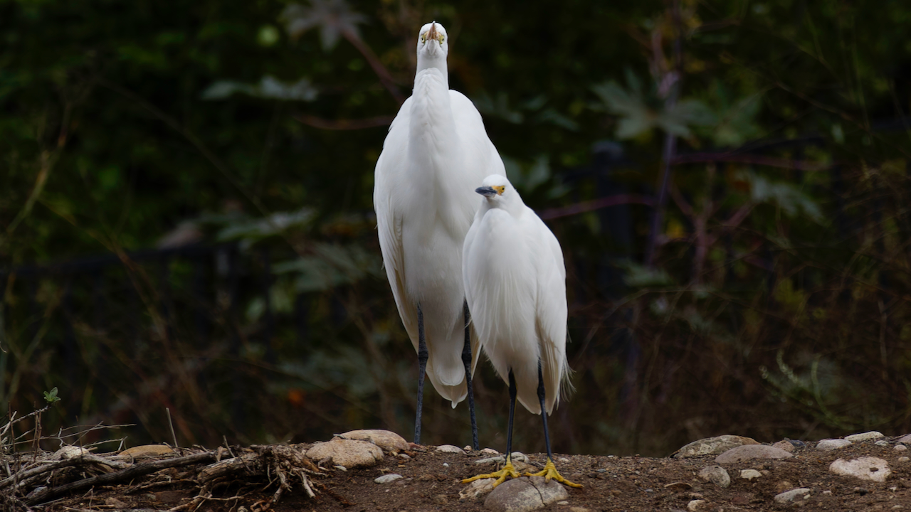 Snowy Egret and a Great Egret