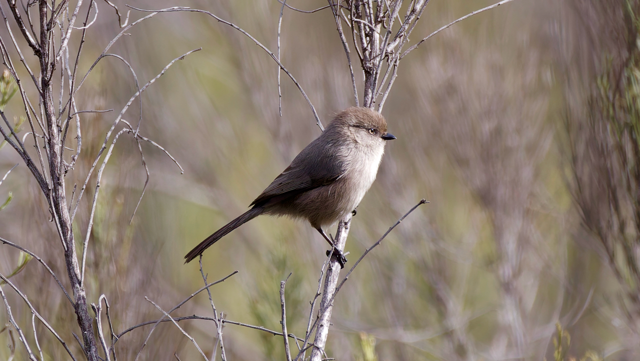 Bushtit