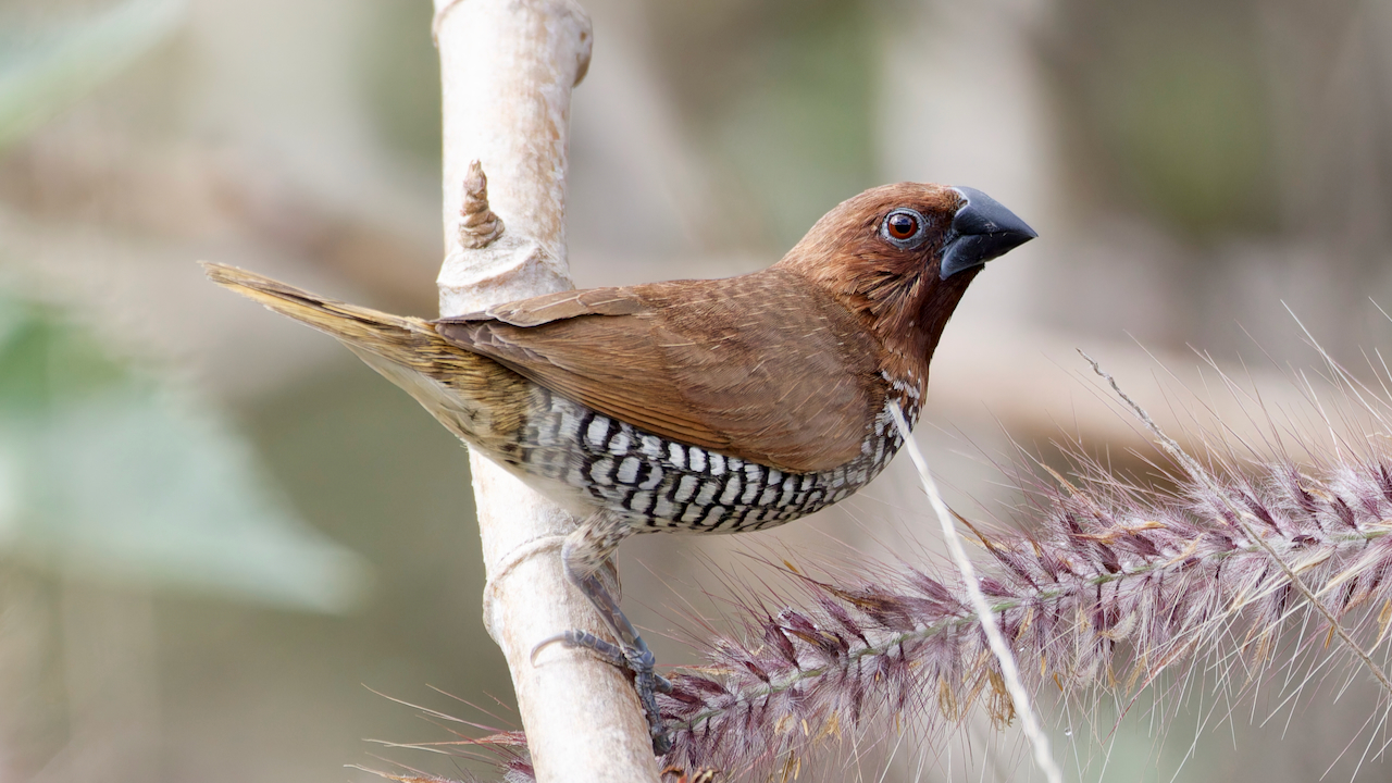 Scaly-breasted Munia