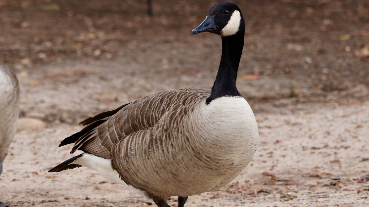 Canada Goose