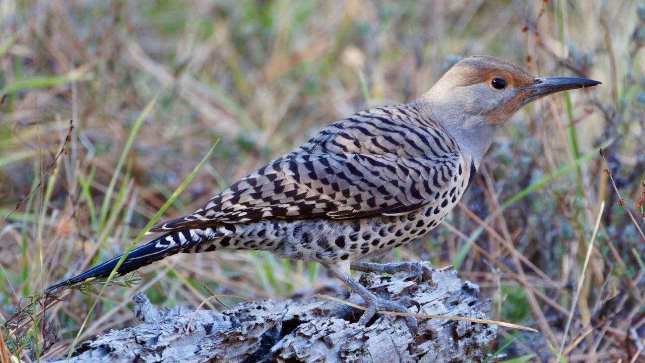 Northern Flicker
