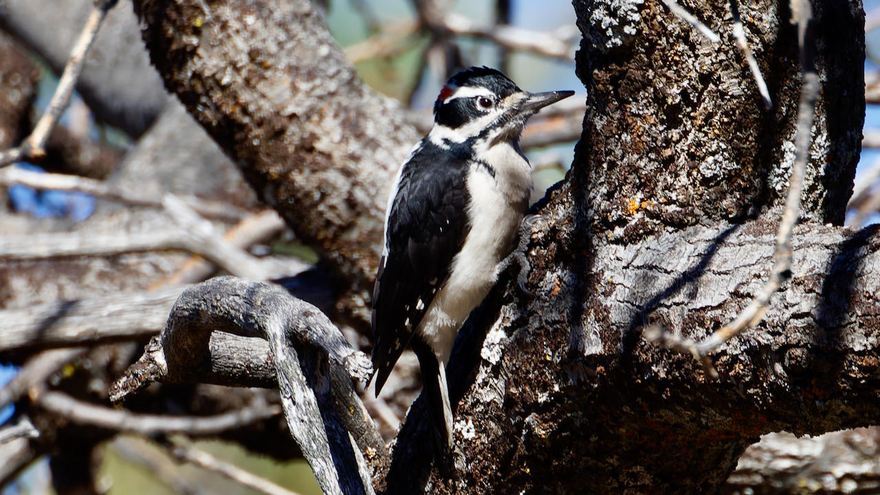 Hairy Woodpecker