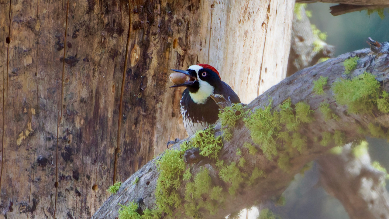 Acorn Woodpecker