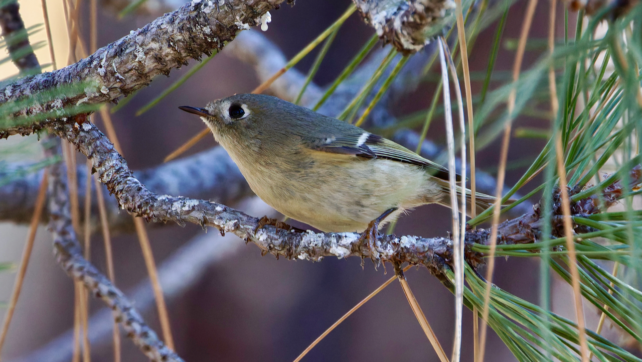 Ruby-crowned Kinglet
