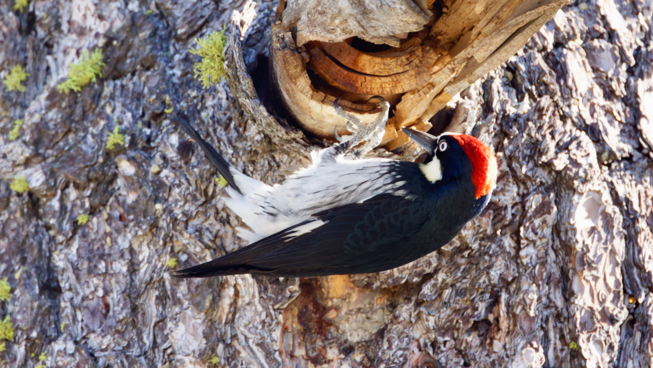 Acorn Woodpecker