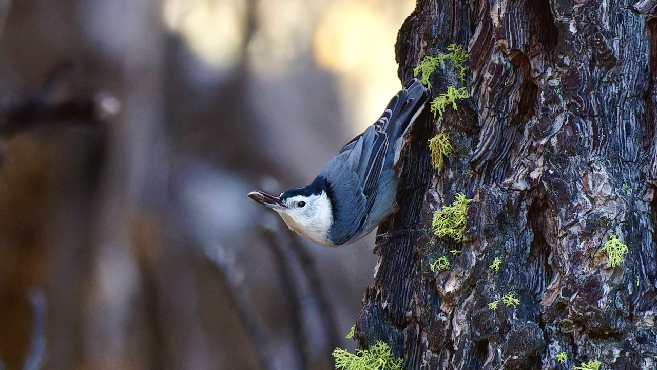 White-breasted Nuthatch