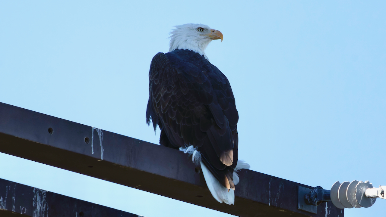 Bald Eagle