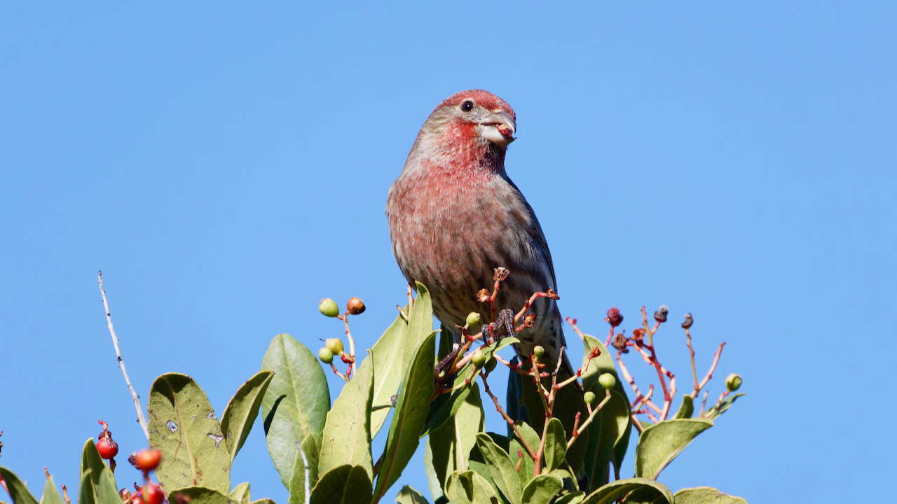 House Finch