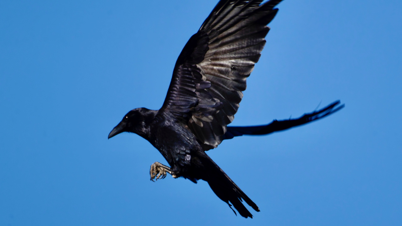 Common Raven