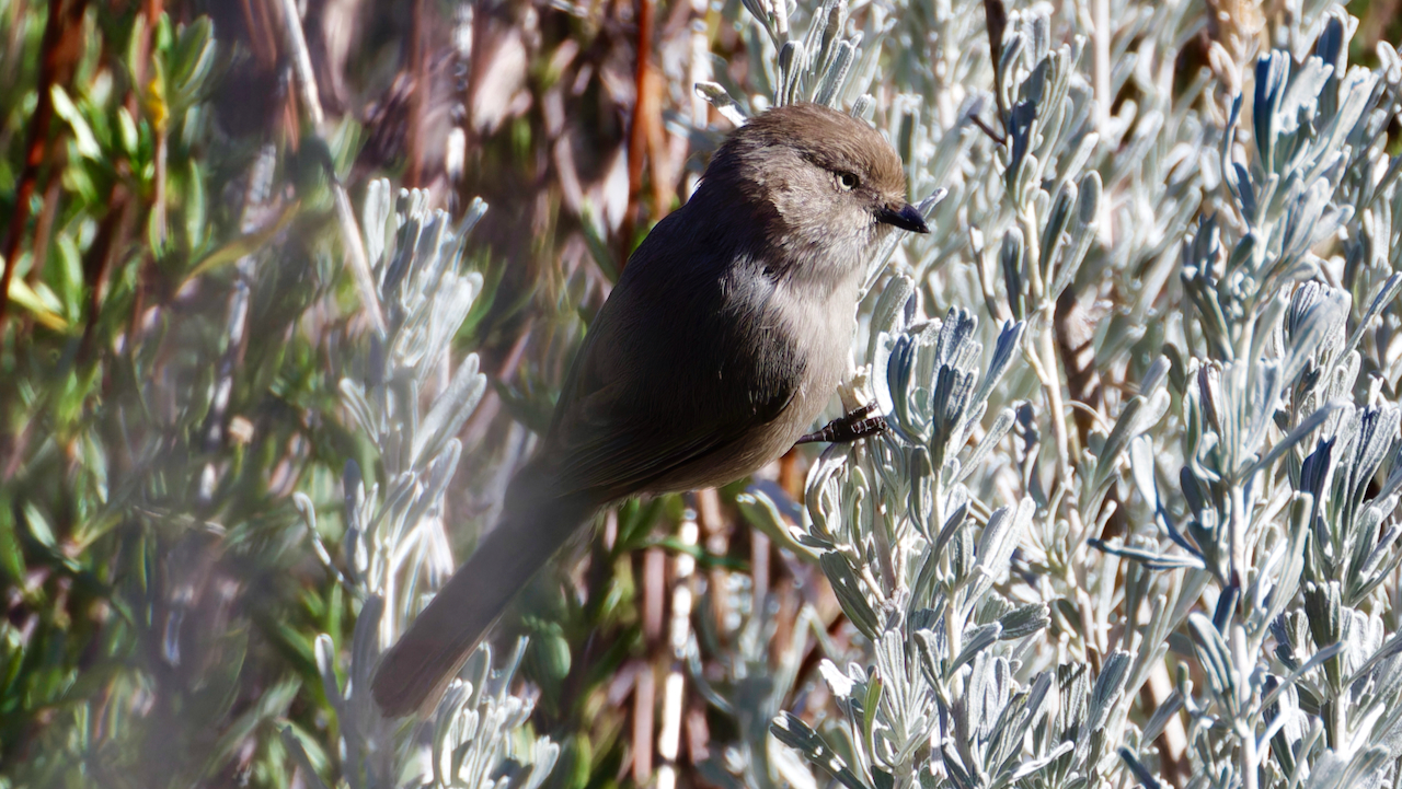 Bushtit