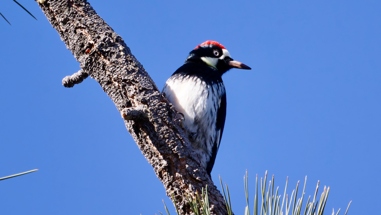 Acorn Woodpecker