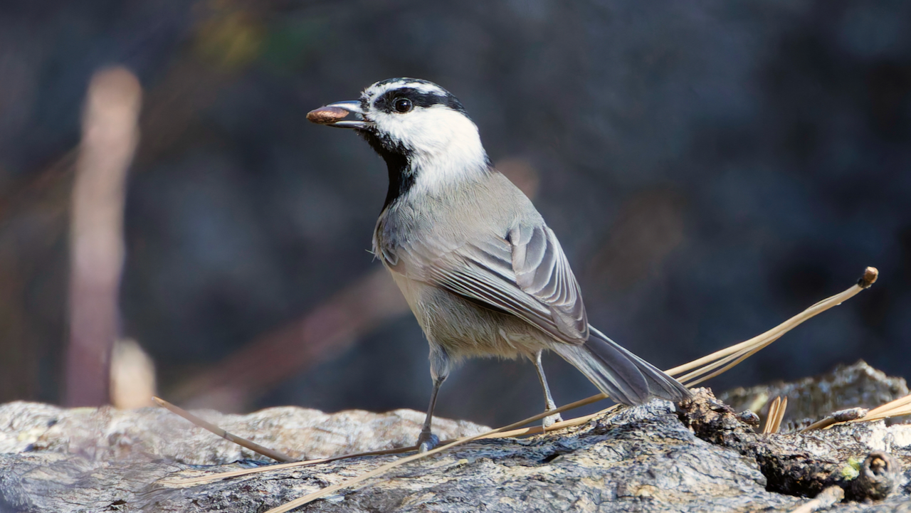 Mountain Chickadee