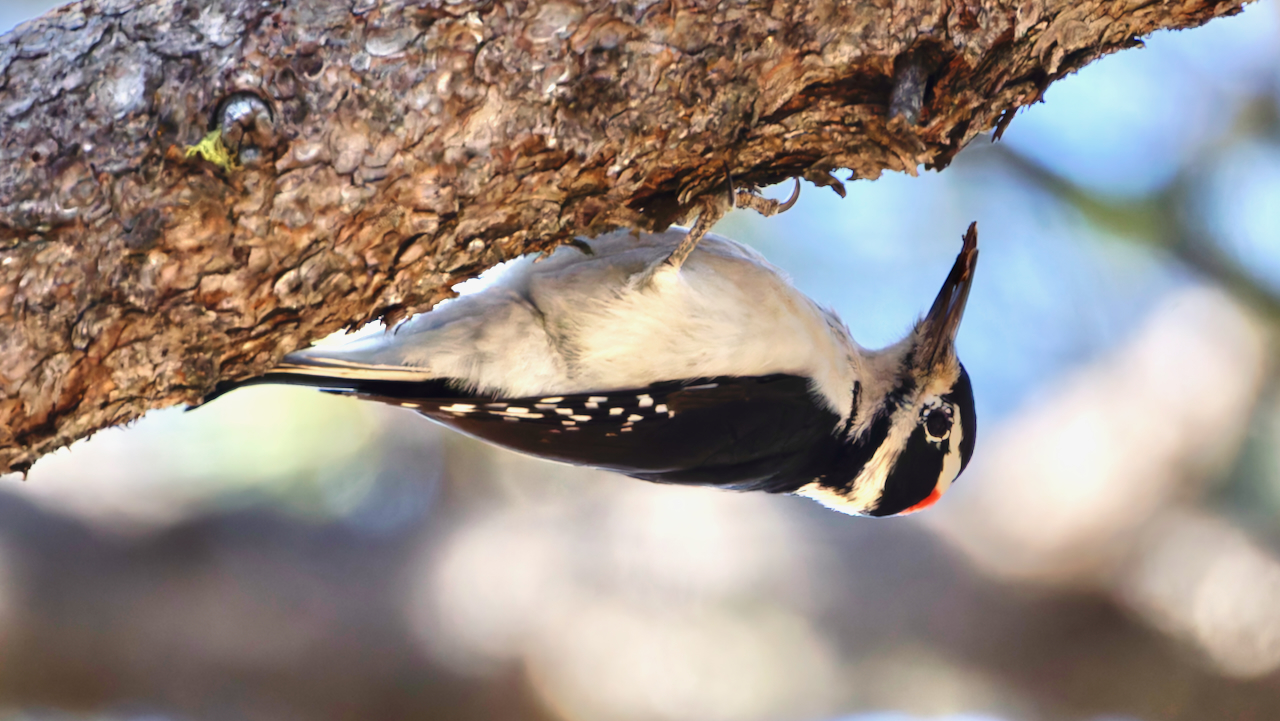 Hairy Woodpecker