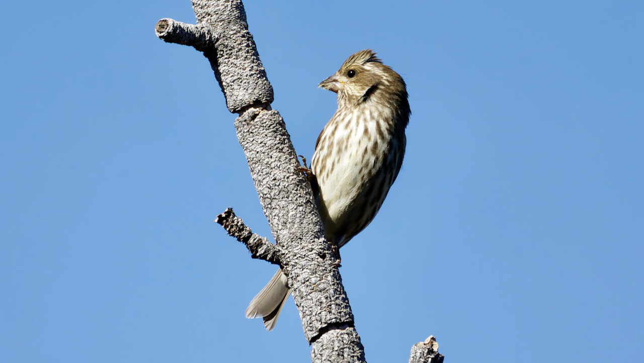 Purple Finch