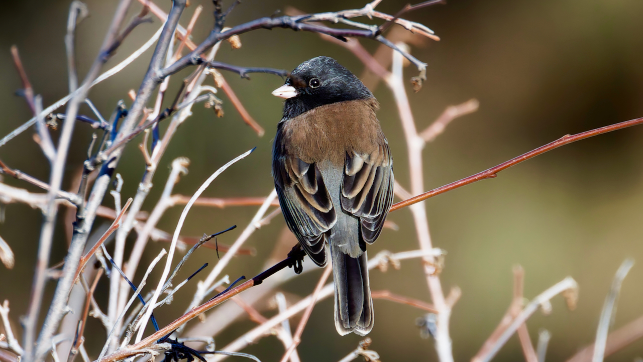 Dark-eyed Junco
