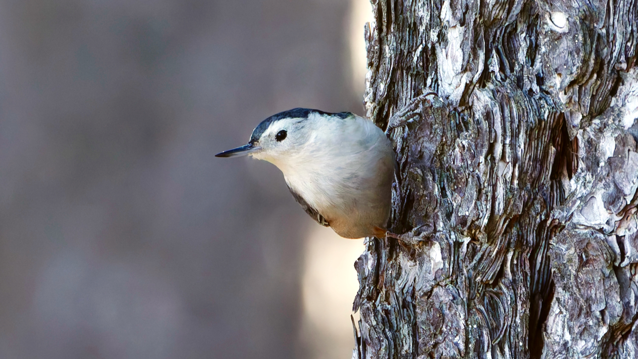White-breasted Nuthatch