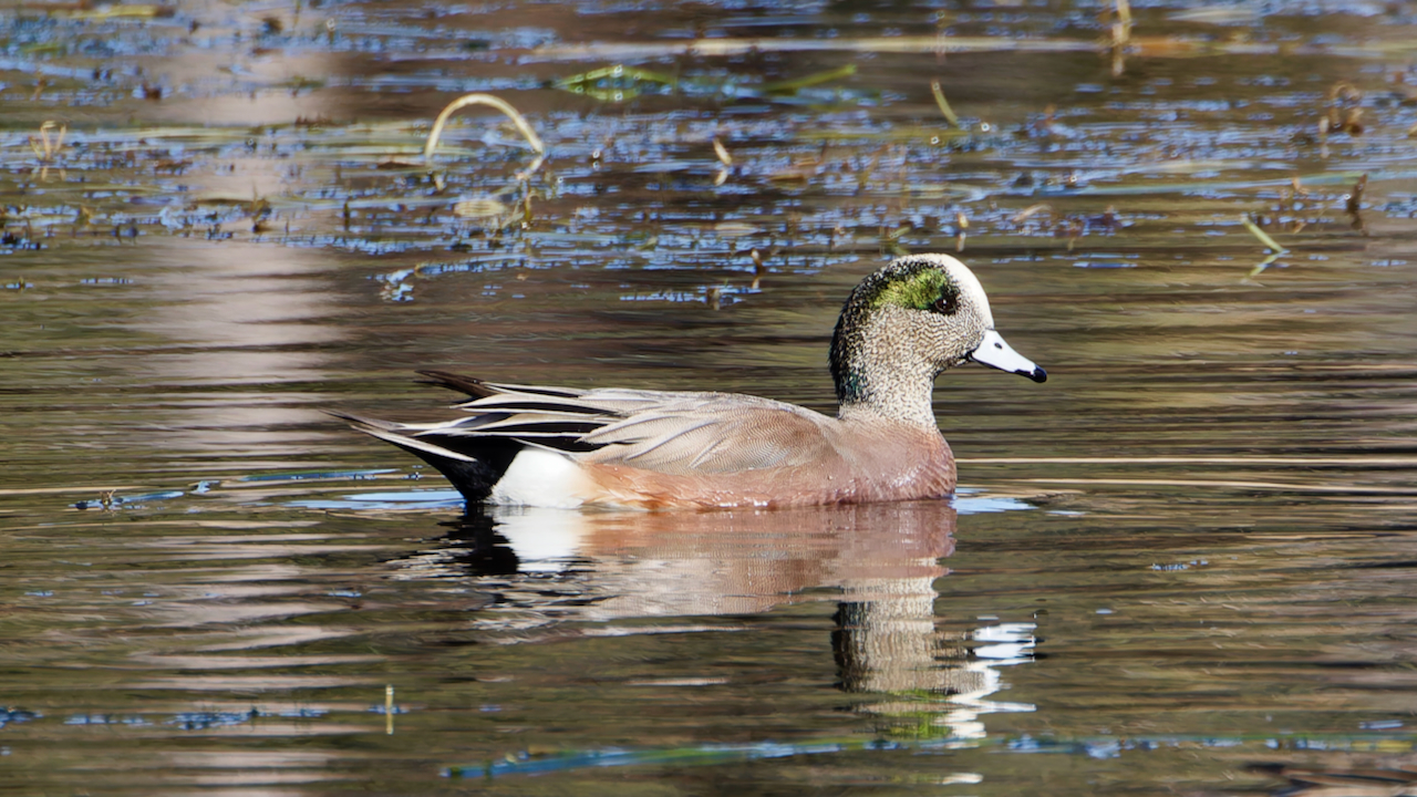American Wigeon