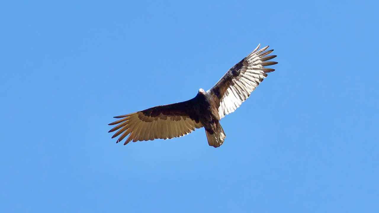 Turkey Vulture